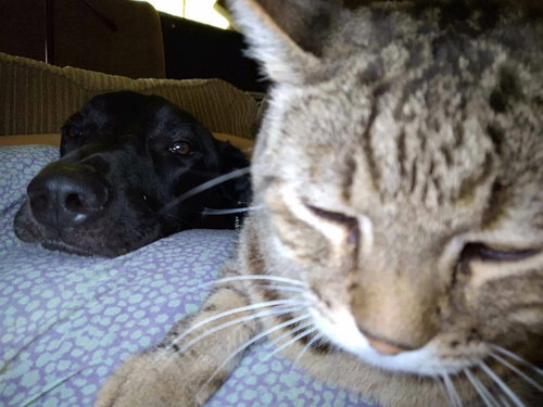 Pepper — thumbnail 4