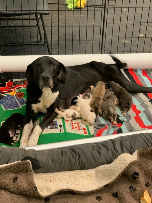 NAOMI - Great Dane / Great Pyrenees available for adoption