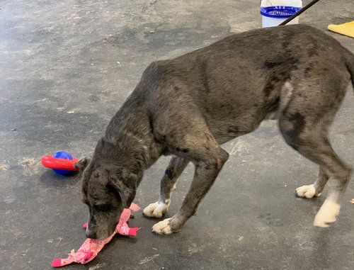 SEBASTIAN - Great Dane / Great Pyrenees available for adoption