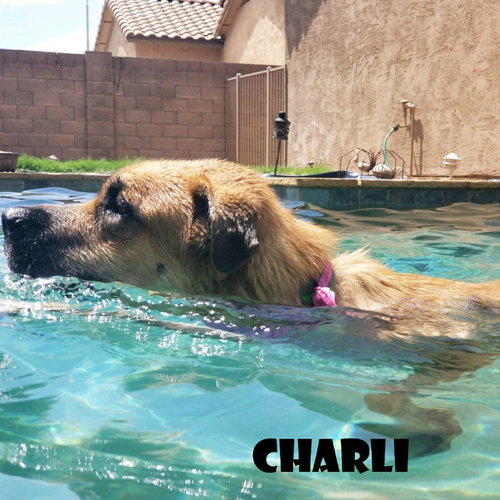 CHARLI - Anatolian Shepherd available for adoption