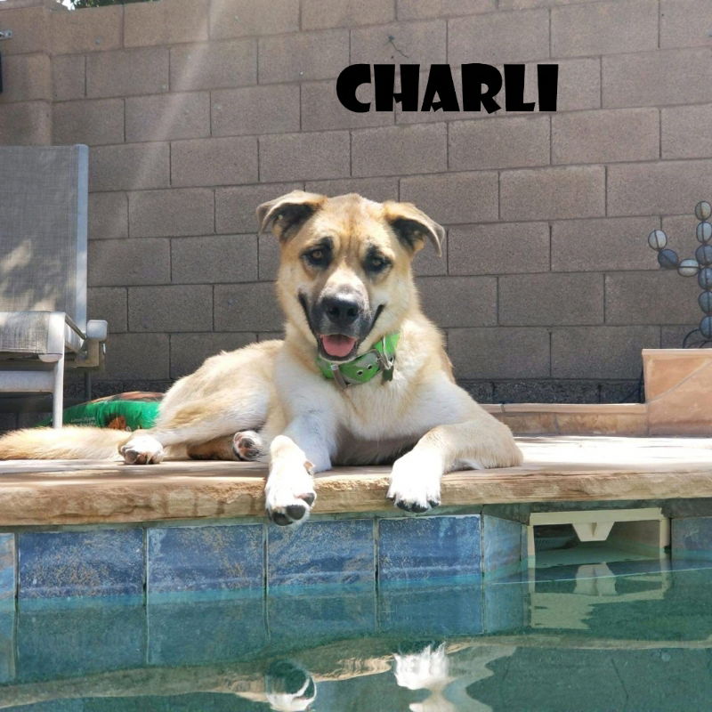 adoptable Dog in Chandler, AZ named Charli