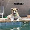 adoptable Dog in  named Charli