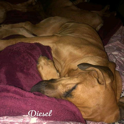 DIESEL - Hound / Labrador Retriever available for adoption
