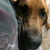 Diesel - Photo 3