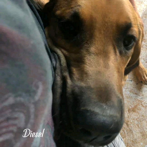 Diesel