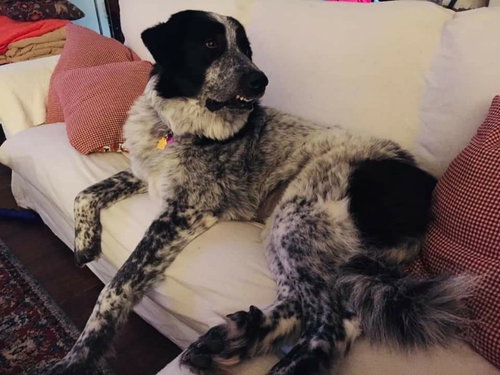 EDIE - Great Pyrenees / Maremma Sheepdog available for adoption