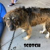 Scotch - Photo 3