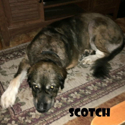 SCOTCH - Leonberger / Great Pyrenees available for adoption