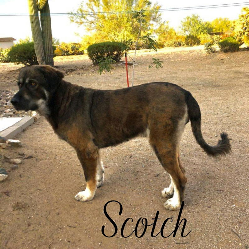 adoptable Dog in Tucson, AZ named Scotch