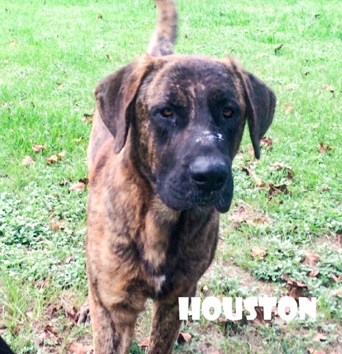 HOUSTON (COMING SOON) - Mastiff / Great Dane available for adoption