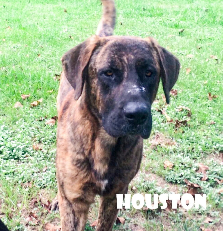 Houston (coming soon)