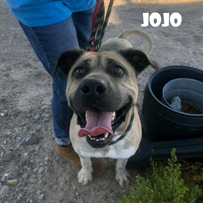 adoptable Dog in Vail, AZ named Jojo