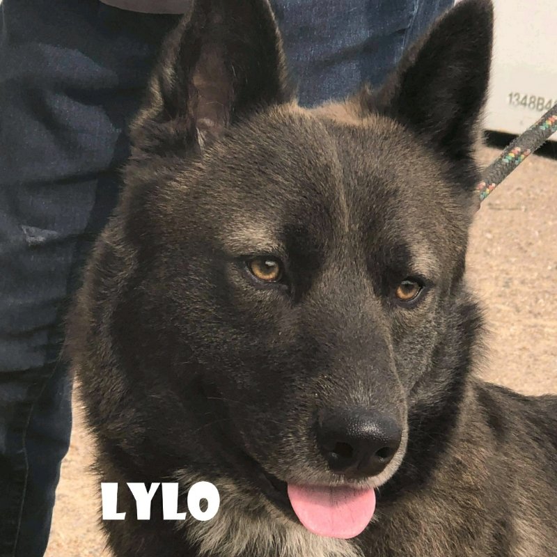 adoptable Dog in Phoenix, AZ named Lylo