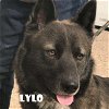 adoptable Dog in  named Lylo