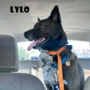 Lylo - Photo 2