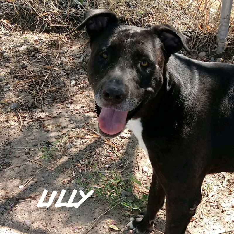 adoptable Dog in Phoenix, AZ named Lilly