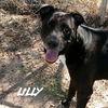 adoptable Dog in phoenix, AZ named Lilly