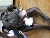 Lilly - Photo 2