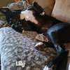 Lilly - Photo 3