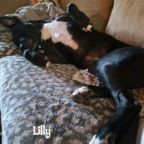 Lilly — thumbnail 3
