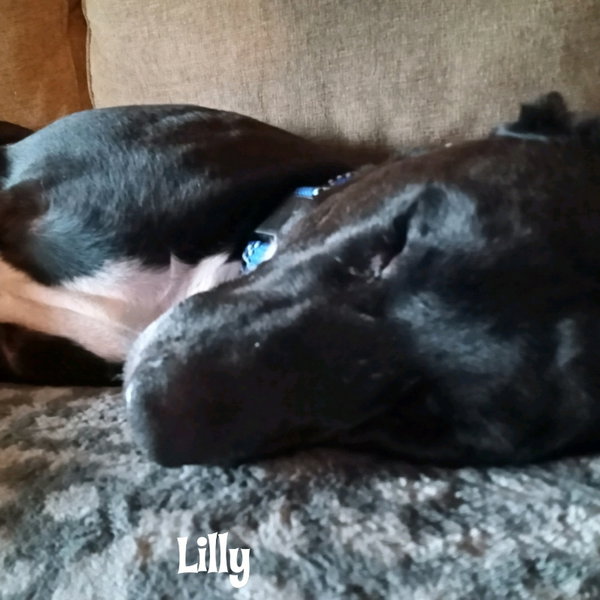 Lilly