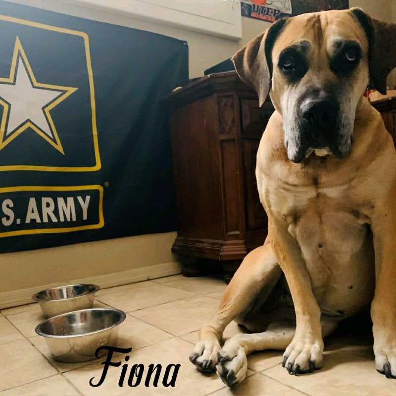 Fiona (foster needed)