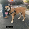 Fiona (foster needed) - Photo 2