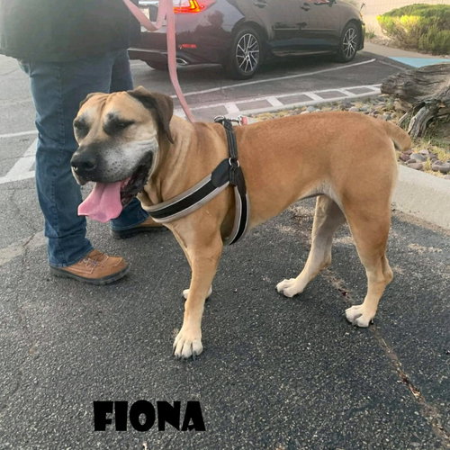 FIONA (FOSTER NEEDED) - Boerboel Mastiff available for adoption