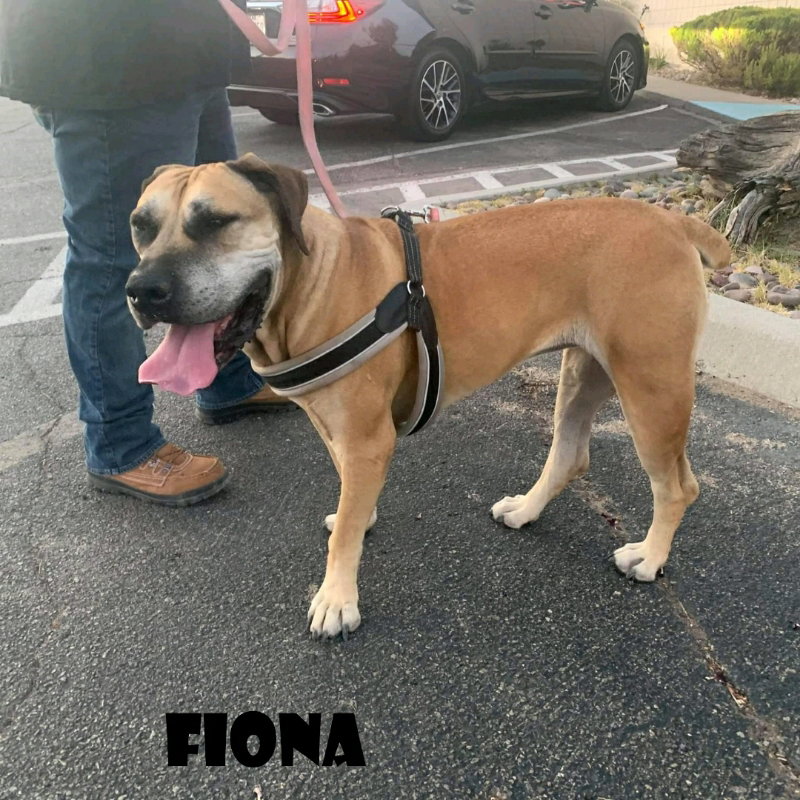 Fiona (foster needed)