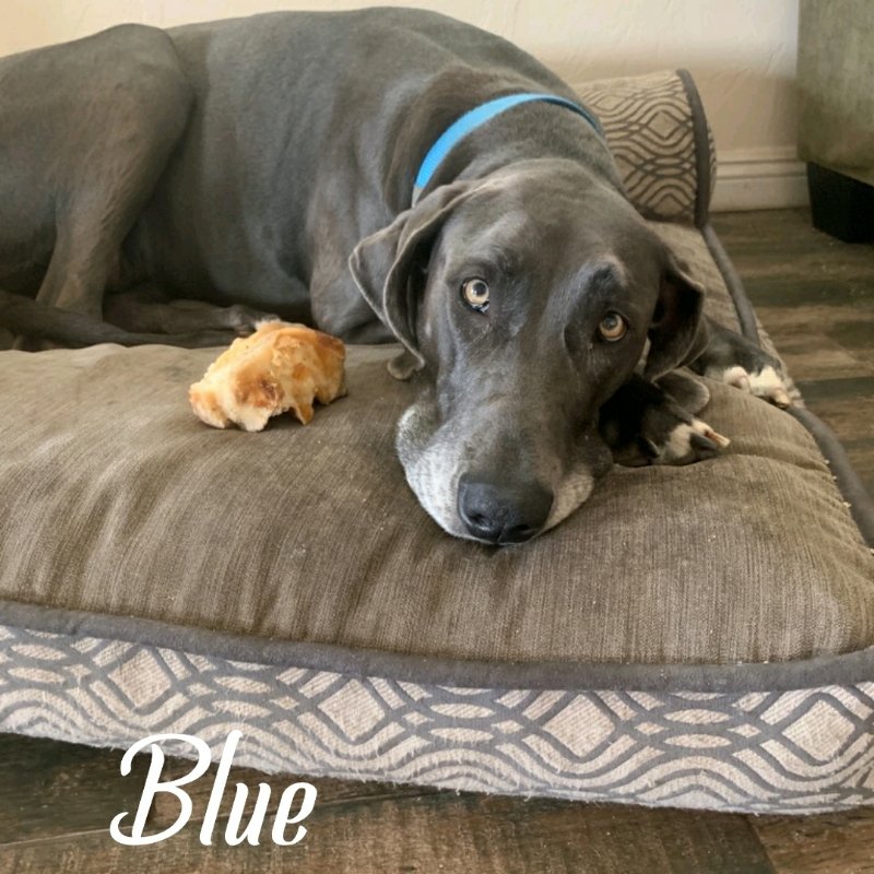 Blue (Bonded with Bear)