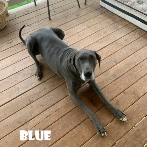 BLUE (BONDED WITH BEAR) - Great Dane available for adoption