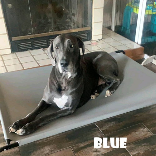 Blue (Bonded with Bear) — thumbnail 3
