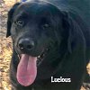 adoptable Dog in  named Lucious