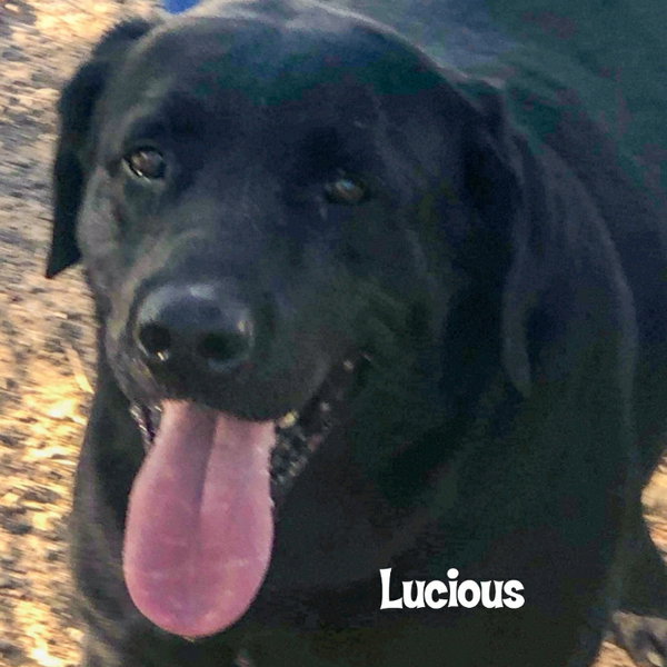 Lucious