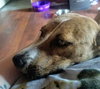 Callie (coming soon) - Photo 4