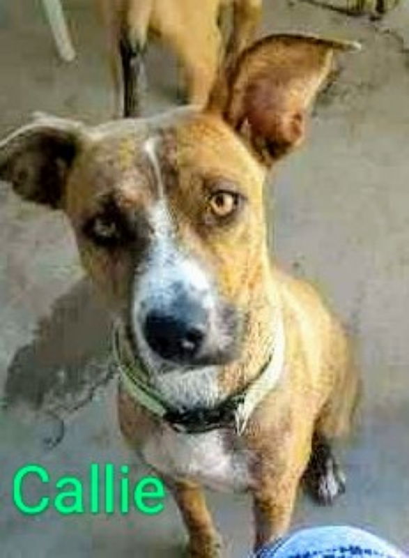 adoptable Dog in Tucson, AZ named Callie (coming soon)