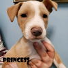 adoptable Dog in Tucson, AZ named Princess (coming soon)