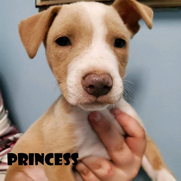 Princess (coming soon)