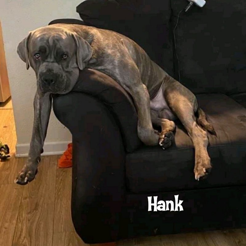 adoptable Dog in Globe, AZ named Hank(coming soon)
