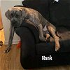 adoptable Dog in , AZ named Hank(coming soon)