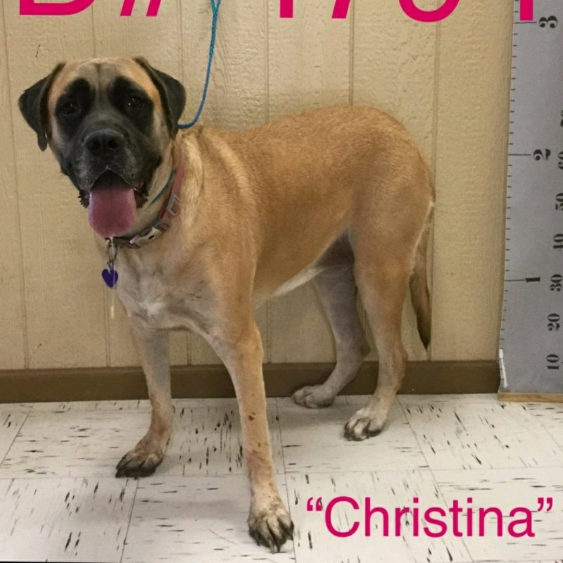 Christina (bonded with Duke) (foster needed)