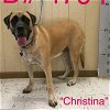 adoptable Dog in  named Christina (bonded with Duke) (foster needed)