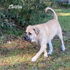 Christina (bonded with Duke) (foster needed) - Photo 2