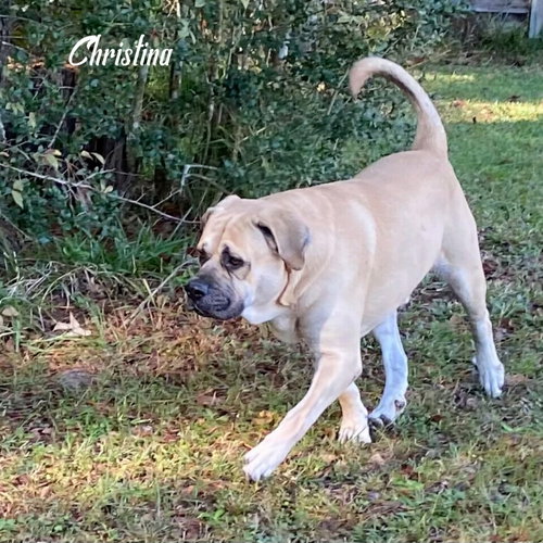 CHRISTINA (BONDED WITH DUKE) (FOSTER NEEDED) - Mastiff available for adoption