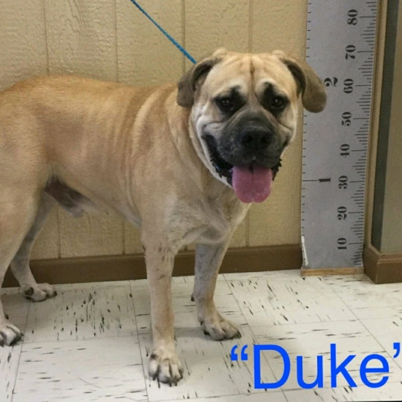 adoptable Dog in Vail, AZ named Duke (bonded with Christina) (foster needed)