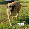Duke (bonded with Christina) (foster needed) - Photo 2