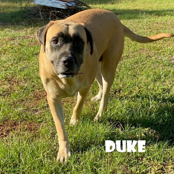 Duke (bonded with Christina) (foster needed)