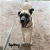 adoptable Dog in  named Sydney