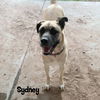 adoptable Dog in Tucson, AZ named Sydney