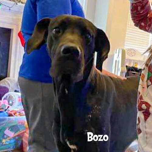 BOZO  (FOSTER NEEDED) - Great Dane available for adoption